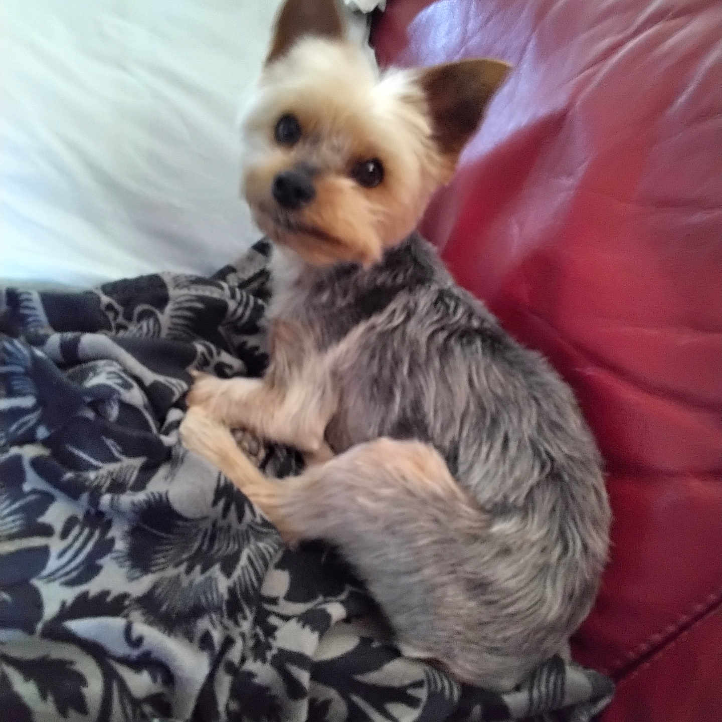 Pouppy