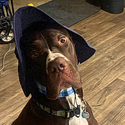 Thanos joined the competition — help win amazing prizes! blue_hat, brown_dog, canine, closeup, collar, curious, dog, dog_tag, floor_mat, hat, household, indoor, leash, looking_up, pet, plastic_bin, portrait, wheelchair, white_chest, wooden_floor