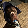 blue_hat, brown_dog, canine, closeup, collar, curious, dog, dog_tag, floor_mat, hat, household, indoor, leash, looking_up, pet, plastic_bin, portrait, wheelchair, white_chest, wooden_floor