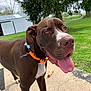 Thanos joined the competition — help win amazing prizes! animal, barn, brown_dog, canine, concrete_path, daylight, dog, ears, grass, happy, lawn_mower, muzzle, nature, orange_collar, outdoor, person, pet, tongue_out, tree, yard