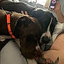 animal, arm, bed, blanket, closeup, collar, cozy, curtains, dog, dogs, fur, hand, indoor, pet, relaxing, resting, sleepy, smartphone, tattoo, window