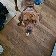 Bulma participe au concours pour gagner de l'argent avec cette photo : brown_dog, cardboard, chewing, close_up, dog, eyes, floorboard, food, guilty, hardwood_floor, indoor, metal_stool, nose, paw, pet, portrait, shoes, sneakers, standing, wrinkled_forehead