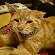 Chucky joined the competition — help win amazing prizes! cat, orange_tabby, yawning, whiskers, fur, pet, animal, close_up, indoor, cozy, sleepy, cute, feline, domestic_cat, mammal, face, ears, nose, relaxed, comfort