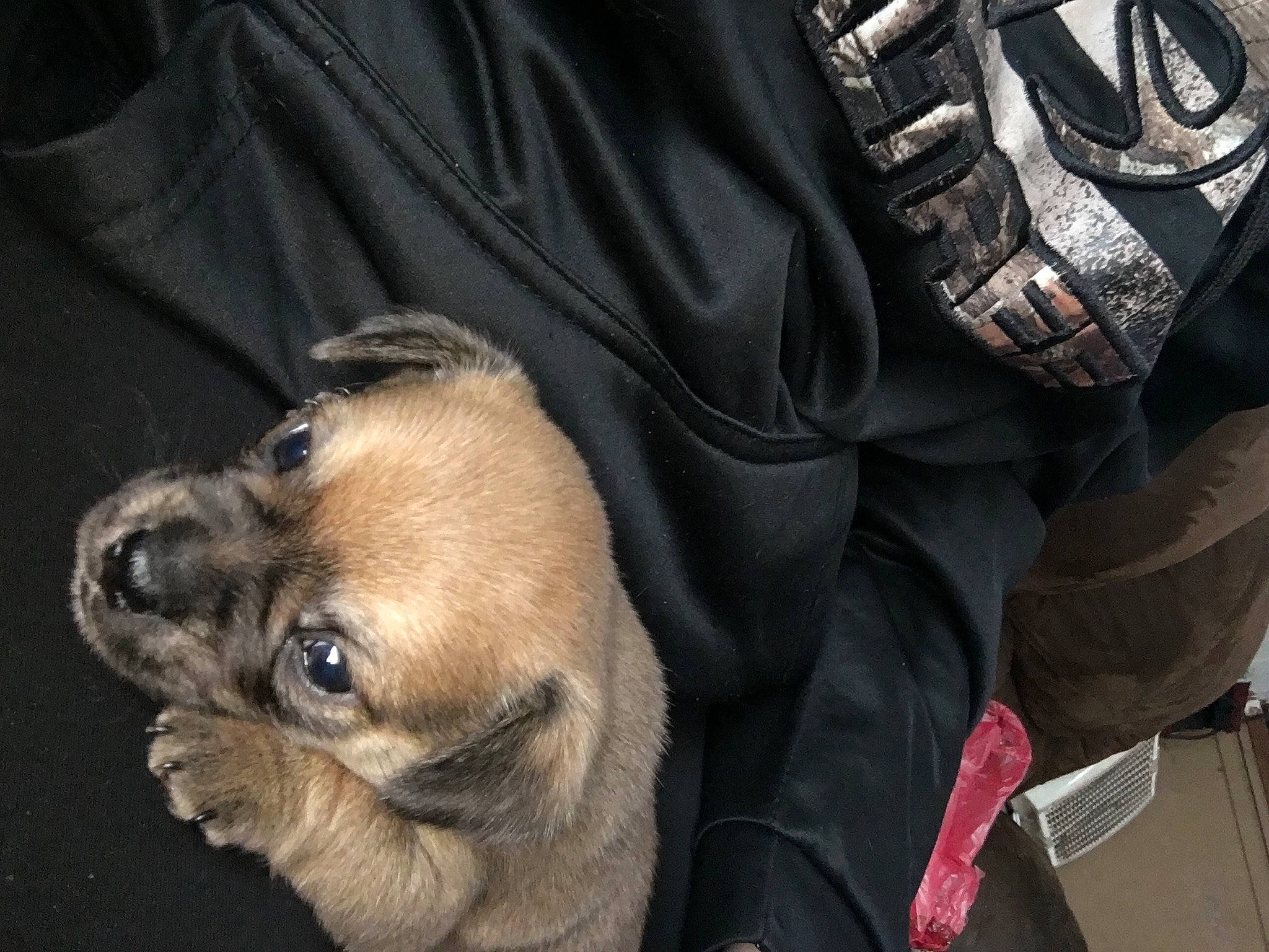 Ace joined the competition — help win amazing prizes! bag, baseball_glove, canidae, carnivore, companion_dog, dog, dog_breed, fawn, glove, leather, puppy, snout, strap, working_animal