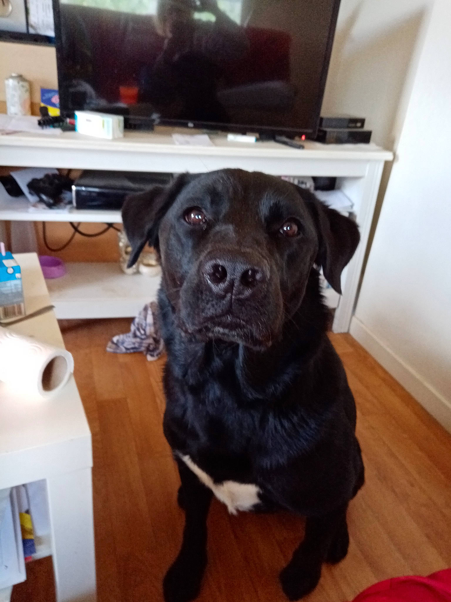 Loup participe au concours pour gagner de l'argent avec cette photo : beagador, borador, cane_corso, canidae, carnivore, companion_dog, dog, dog_breed, guard_dog, labrador_retriever, patterdale_terrier, puppy, retriever, snout, sporting_group