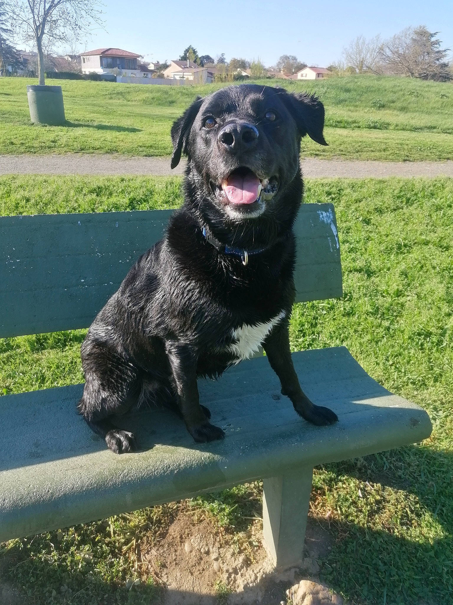 Loup a rejoint le concours — aidez-le/la à gagner de superbes lots ! borador, canidae, carnivore, collar, companion_dog, dog, dog_breed, dog_collar, fur, grass, guard_dog, gun_dog, plant, retriever, sky, sporting_group, tail, tree, working_animal, working_dog