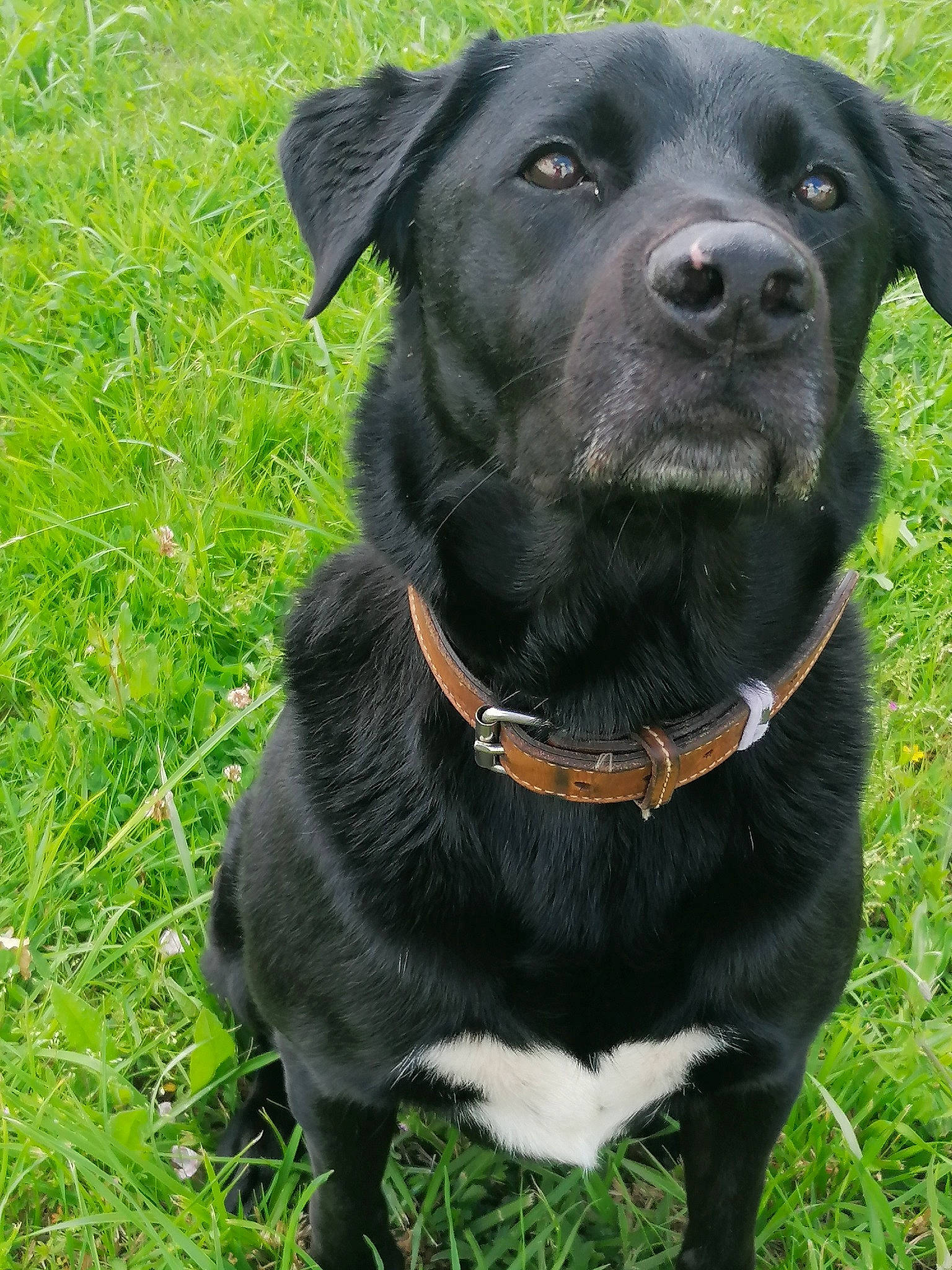 Loup a rejoint le concours — aidez-le/la à gagner de superbes lots ! borador, canidae, carnivore, collar, companion_dog, dog, dog_breed, dog_collar, fashion_accessory, fur, grass, gun_dog, leash, personal_protective_equipment, pet_supply, plant, snout, sporting_group, whiskers, working_animal