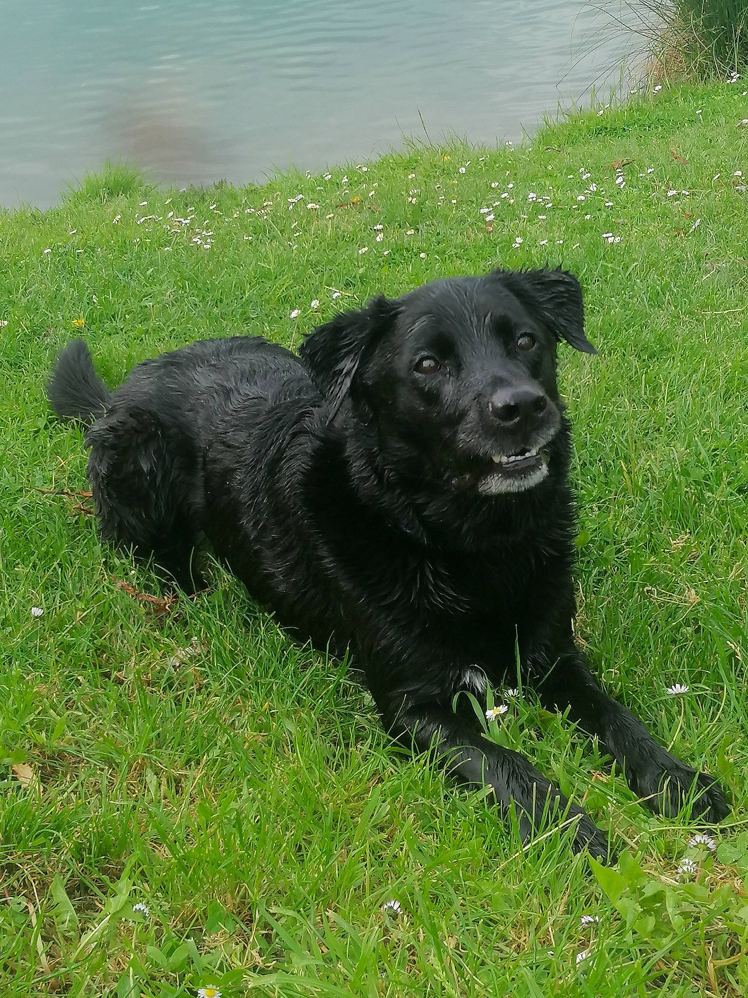 Loup a rejoint le concours — aidez-le/la à gagner de superbes lots ! borador, canidae, carnivore, companion_dog, dog, dog_breed, dog_collar, grass, guard_dog, gun_dog, lake, plant, retriever, snout, sporting_group, tail, water, whiskers, working_animal, working_dog