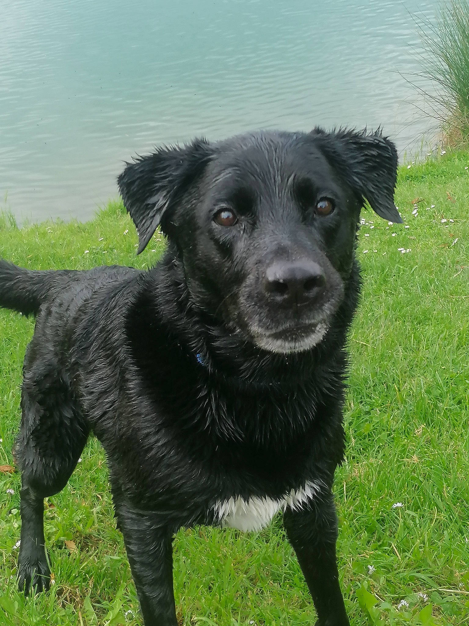 Loup participe au concours pour gagner de l'argent avec cette photo : borador, canidae, carnivore, collar, companion_dog, dog, dog_breed, dog_collar, grass, gun_dog, hunting_dog, plant, sporting_group, tail, terrestrial_animal, water, whiskers, working_animal, working_dog