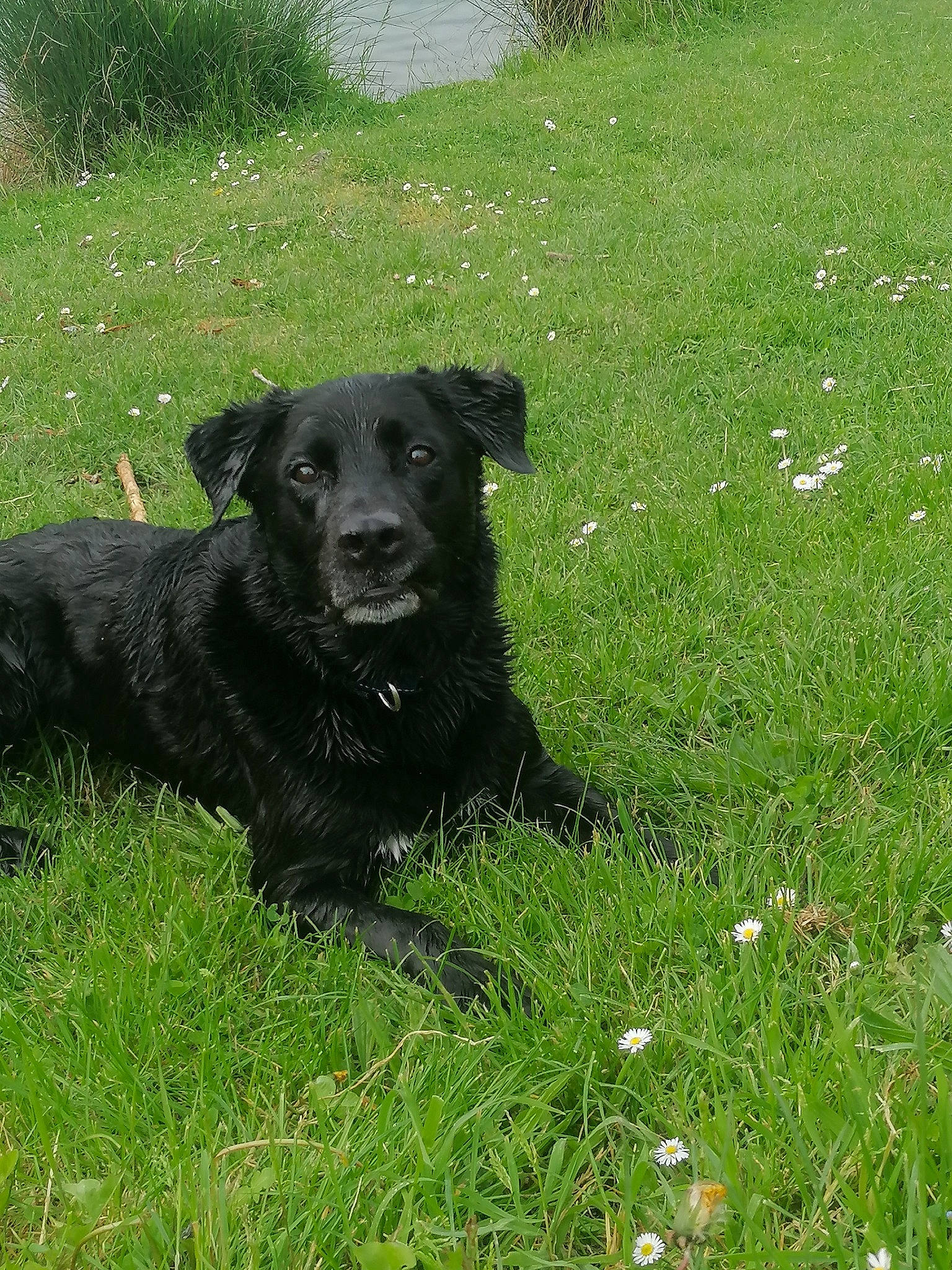 Loup participe au concours pour gagner de l'argent avec cette photo : borador, canidae, carnivore, companion_dog, dog, dog_breed, grass, grassland, groundcover, gun_dog, herbaceous_plant, hunting_dog, pasture, plant, snout, sporting_group, tail, working_animal