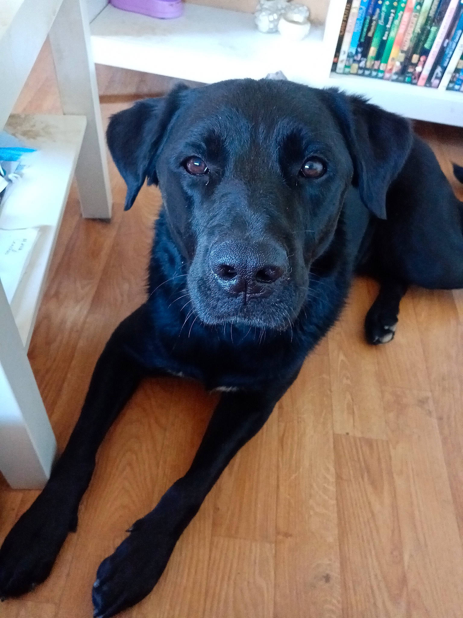 Loup participe au concours pour gagner de l'argent avec cette photo : beagador, borador, canidae, carnivore, dog, dog_breed, labrador_retriever, patterdale_terrier, plant, puppy, retriever, snout, sporting_group