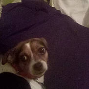 Princess joined the competition — help win amazing prizes! dog, pet, blanket, pillow, bed, indoor, cozy, animal, curious, small_dog, white_fur, brown_fur, black_fur, collar, face, looking_up, resting, domestic, canine, furniture