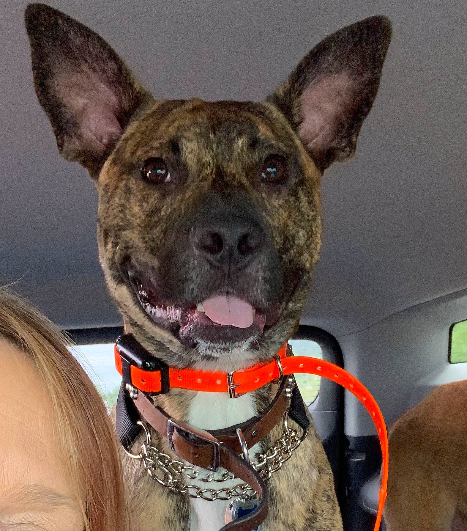 Bristol is registered to the contest to win money with this photo: american_pit_bull_terrier, american_staffordshire_terrier, canidae, carnivore, collar, dog, dog_breed, dog_collar, ear, fawn, formosan_mountain_dog, leash, mammal, non_sporting_group, rare_breed_dog, snout, vertebrate