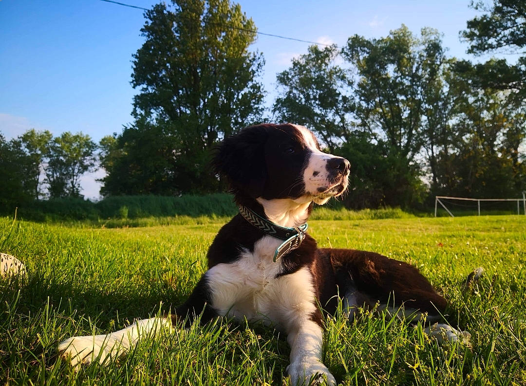 Ako participe au concours pour gagner de l'argent avec cette photo : canidae, carnivore, cavalier_king_charles_spaniel, companion_dog, dog, dog_breed, drentse_patrijshond, grass, king_charles_spaniel, mammal, puppy, rare_breed_dog, sporting_group, vertebrate