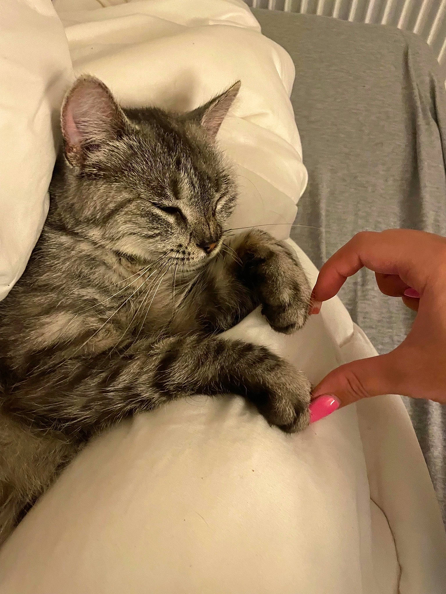 Ricotta participe au concours pour gagner de l'argent avec cette photo : carnivore, cat, claw, comfort, domestic_short_haired_cat, ear, eyelash, felidae, finger, fur, gesture, grey, human_leg, linens, nail, nap, paw, small_to_medium_sized_cats, snout, whiskers