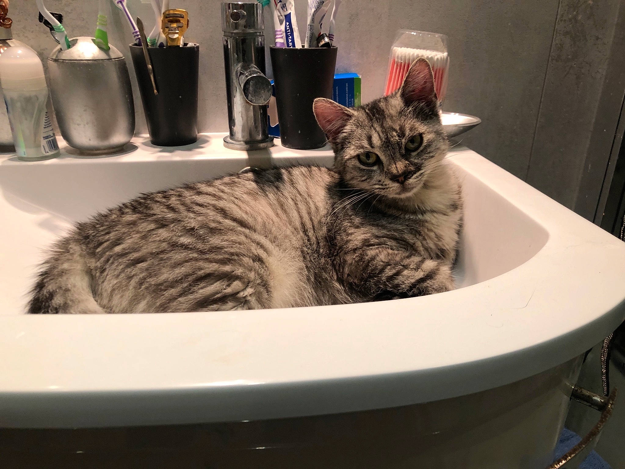 Ricotta a rejoint le concours — aidez-le/la à gagner de superbes lots ! bathroom, bathroom_sink, carnivore, cat, ceramic, comfort, domestic_short_haired_cat, felidae, fur, grey, photograph, plant, plumbing, plumbing_fixture, room, small_to_medium_sized_cats, snout, style, tap, whiskers
