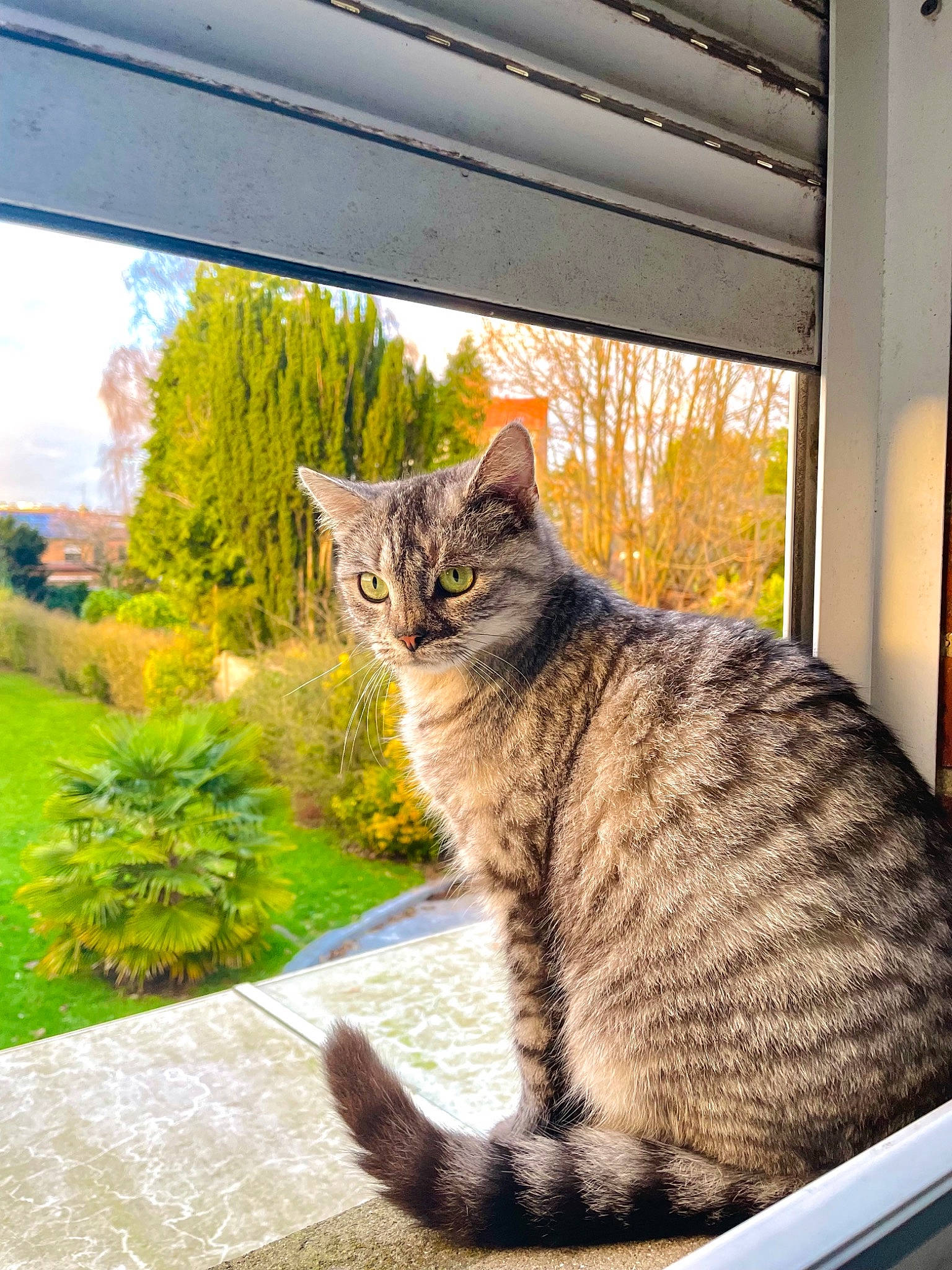 Ricotta participe au concours pour gagner de l'argent avec cette photo : carnivore, cat, claw, domestic_short_haired_cat, felidae, fur, grass, paw, plant, sitting, sky, small_to_medium_sized_cats, snout, tail, terrestrial_animal, tree, whiskers, wildlife, window, wood