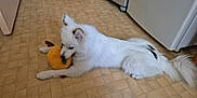 Lilou participe au concours pour gagner de l'argent avec cette photo : dog, white_dog, toy, plush_toy, floor, kitchen, appliance, tile_floor, pet, animal, lying_down, playful, indoor, fur, canine, cute, domestic, companion, relaxed, chewing