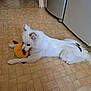 dog, white_dog, toy, plush_toy, floor, kitchen, appliance, tile_floor, pet, animal, lying_down, playful, indoor, fur, canine, cute, domestic, companion, relaxed, chewing