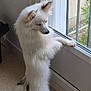 dog, white_dog, fluffy, standing, window, windowsill, indoor, curious, pet, animal, furry, ears, tail, floor, looking_out, daylight, home, domestic, companion, quiet