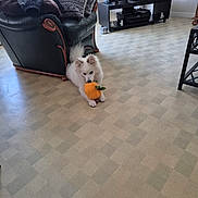 Lilou a rejoint le concours — aidez-le/la à gagner de superbes lots ! dog, white_dog, toy, orange_toy, carpet, living_room, armchair, cushions, television, furniture, floor, indoor, pet, cute, playful, resting, home, cozy, decor, relaxed