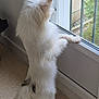 dog, white_fur, standing, window, windowsill, indoor, curious, pet, furry, tail, ears, paws, looking_out, floor, light, daylight, home, animal, companion, curiosity