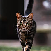 Sardine a rejoint le concours — aidez-le/la à gagner de superbes lots ! cat, tabby_cat, green_eyes, whiskers, walking, outdoor, focused, animal, pet, fur, close_up, blurred_background, nature, mammal, striding, confident, ground_level, portrait, wildlife, cute