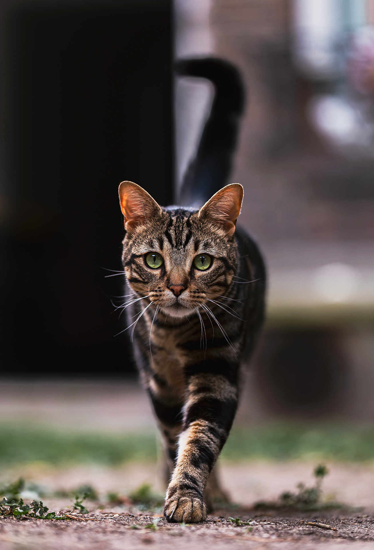 Sardine a rejoint le concours — aidez-le/la à gagner de superbes lots ! cat, tabby_cat, green_eyes, whiskers, walking, outdoor, focused, animal, pet, fur, close_up, blurred_background, nature, mammal, striding, confident, ground_level, portrait, wildlife, cute