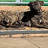 Bear joined the competition — help win amazing prizes! dog, brindle_dog, pet, animal, canine, lying_down, outdoor, garden, raised_bed, soil, mulch, brick_wall, fence, greenery, sunlight, collar, floppy_ears, white_chest, portrait, backyard