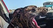 Bear joined the competition — help win amazing prizes! dog, brindle, pet, animal, car, vehicle, passenger, road_trip, harness, collar, leash, panting, open_mouth, teeth, tongue, sitting, sunlight, blue_sky, car_interior, happy