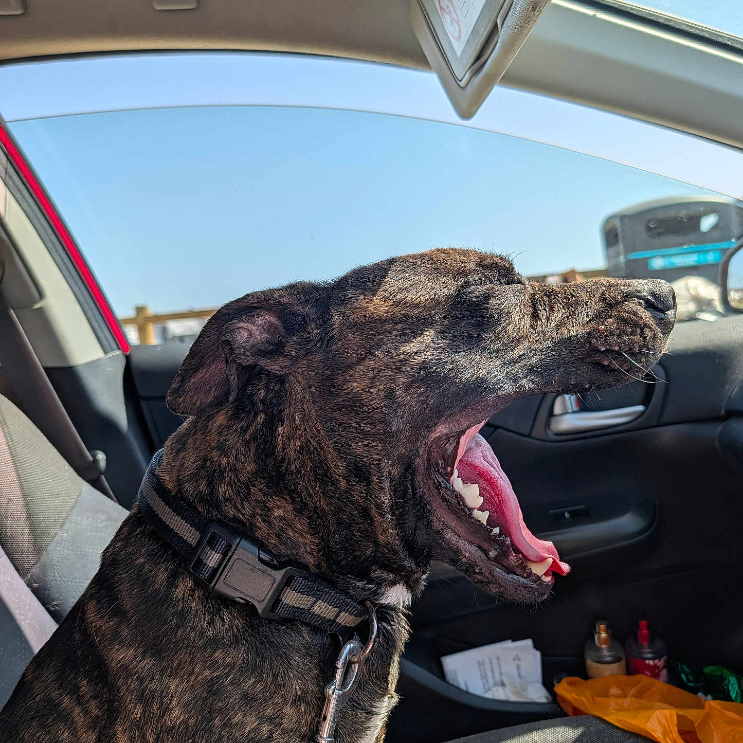 Bear