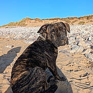 Bear joined the competition — help win amazing prizes! dog, brindle_coat, beach, sand, rocks, dunes, oceanfront, outdoor, sitting, pet, collar, animal, canine, portrait, sunlight, blue_sky, shoreline, nature, shadow, closeup