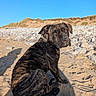 dog, brindle_coat, beach, sand, rocks, dunes, oceanfront, outdoor, sitting, pet, collar, animal, canine, portrait, sunlight, blue_sky, shoreline, nature, shadow, closeup