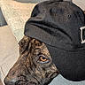Bear joined the competition — help win amazing prizes! dog, canine, pet, baseball_cap, black_hat, couch, sofa, indoor, portrait, close_up, brown_fur, black_fur, brindle, eye, nose, head, resting, relaxed, funny, home_decor