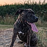dog, brindle, short_hair, sitting, panting, tongue, open_mouth, collar, outdoors, field, grass, nature, sunset, portrait, animal, pet, canine, black_dog, white_chest, alert
