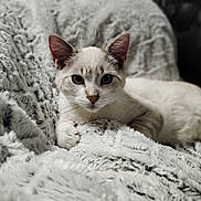 Moon a rejoint le concours — aidez-le/la à gagner de superbes lots ! animal, blanket, cat, closeup, comfort, cozy, cute, ears, feline, fluffy, fur, indoor, lying_down, pet, portrait, relaxed, resting, soft, texture, whiskers