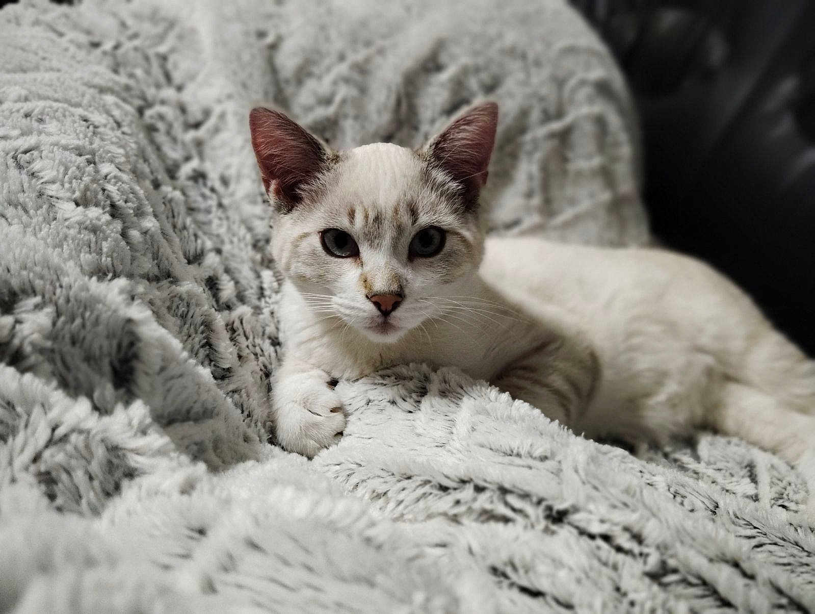 Moon a rejoint le concours — aidez-le/la à gagner de superbes lots ! animal, blanket, cat, closeup, comfort, cozy, cute, ears, feline, fluffy, fur, indoor, lying_down, pet, portrait, relaxed, resting, soft, texture, whiskers