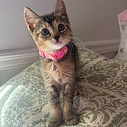Lily Mushin is registered to the contest to win money with this photo: animal, armchair, bedroom, bell, cat, chair, collar, cute, ears, home, indoors, kitten, patterned_fabric, pet, pink_collar, portrait, sitting, upholstery, whiskers, wide_eyes