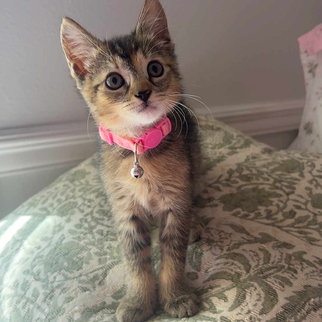 Lily Mushin is registered to the contest to win money with this photo: animal, armchair, bedroom, bell, cat, chair, collar, cute, ears, home, indoors, kitten, patterned_fabric, pet, pink_collar, portrait, sitting, upholstery, whiskers, wide_eyes