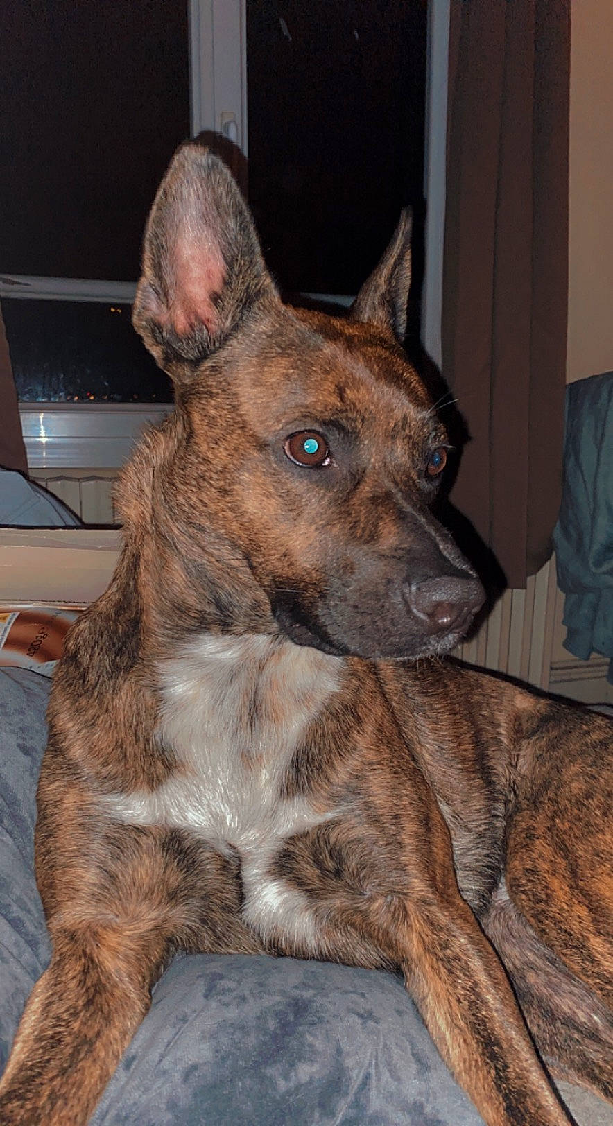 Maze a rejoint le concours — aidez-le/la à gagner de superbes lots ! canidae, carnivore, collar, companion_dog, dog, dog_breed, fawn, fur, liver, snout, sporting_group, terrestrial_animal, whiskers, working_animal, working_dog