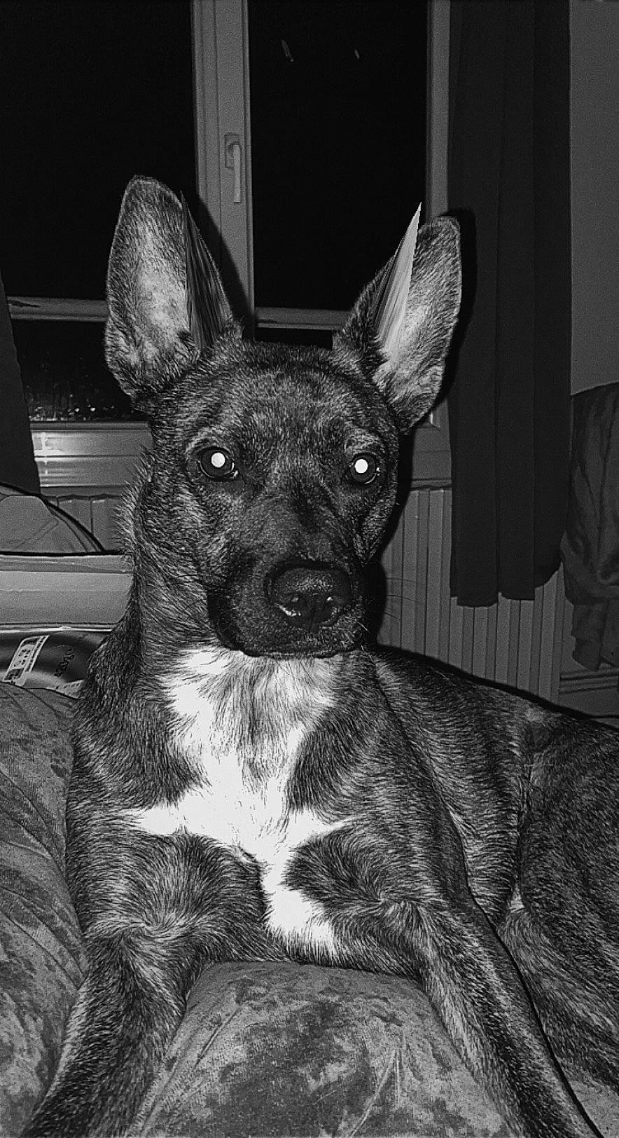 Maze a rejoint le concours — aidez-le/la à gagner de superbes lots ! ancient_dog_breeds, canidae, carnivore, companion_dog, curtain, dog, dog_breed, ear, fawn, fur, grey, monochrome, monochrome_photography, non_sporting_group, snout, sporting_group, terrestrial_animal, toy_dog, whiskers, working_animal