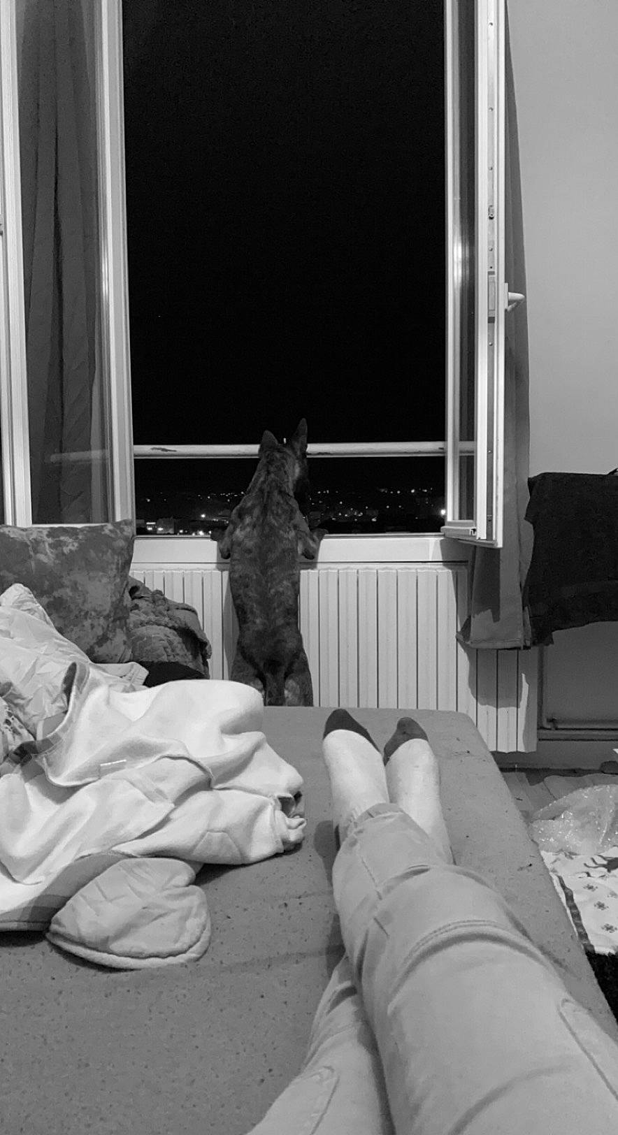 Maze participe au concours pour gagner de l'argent avec cette photo : black, black_and_white, carnivore, cat, comfort, curtain, felidae, floor, flooring, grey, interior_design, line, linens, monochrome, monochrome_photography, room, small_to_medium_sized_cats, style, textile, wood