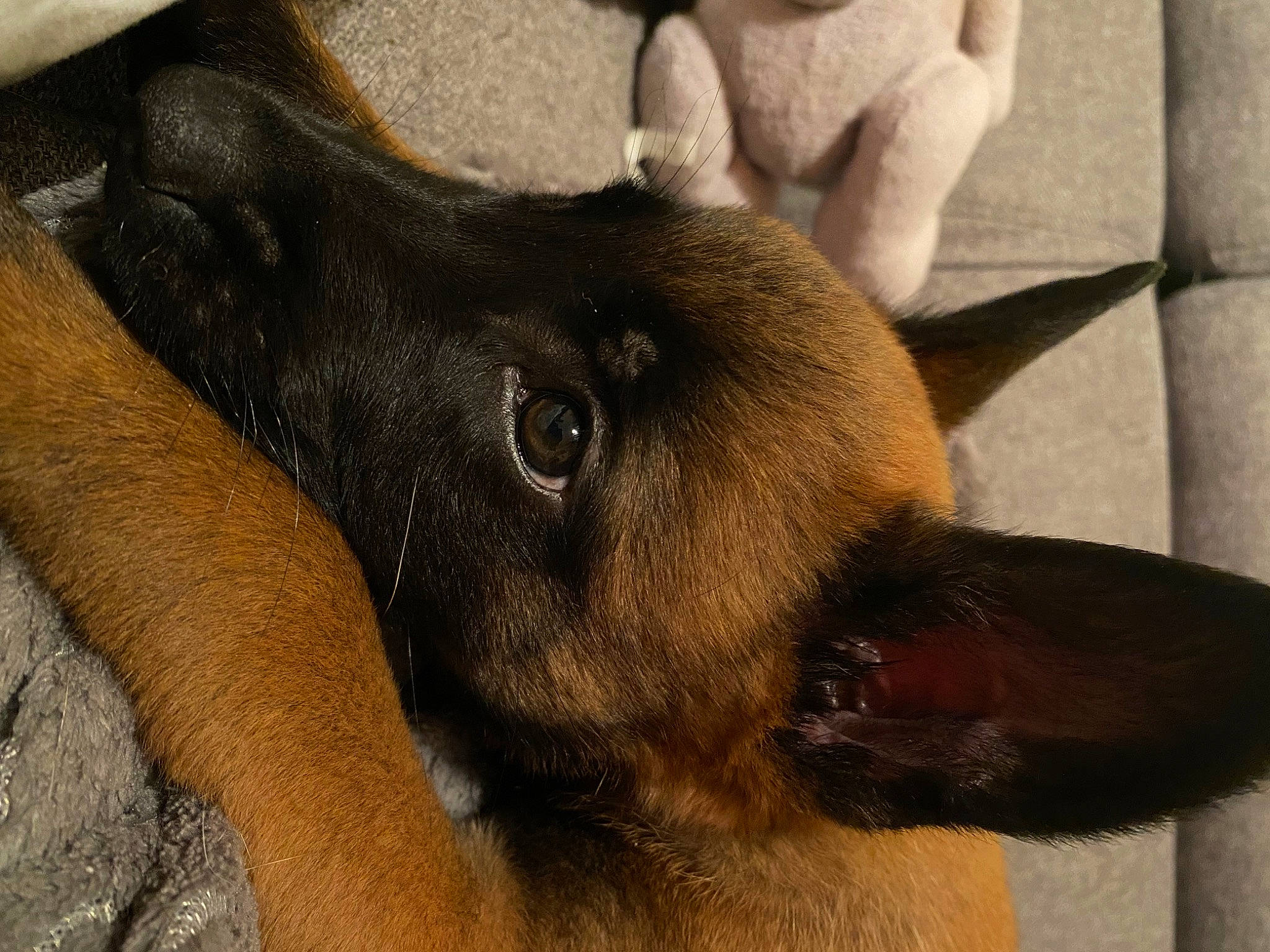 Tayko a rejoint le concours — aidez-le/la à gagner de superbes lots ! canidae, carnivore, comfort, companion_dog, dog, dog_breed, ear, fawn, fur, gesture, liver, paw, pet_supply, snout, sporting_group, terrestrial_animal, whiskers, working_animal