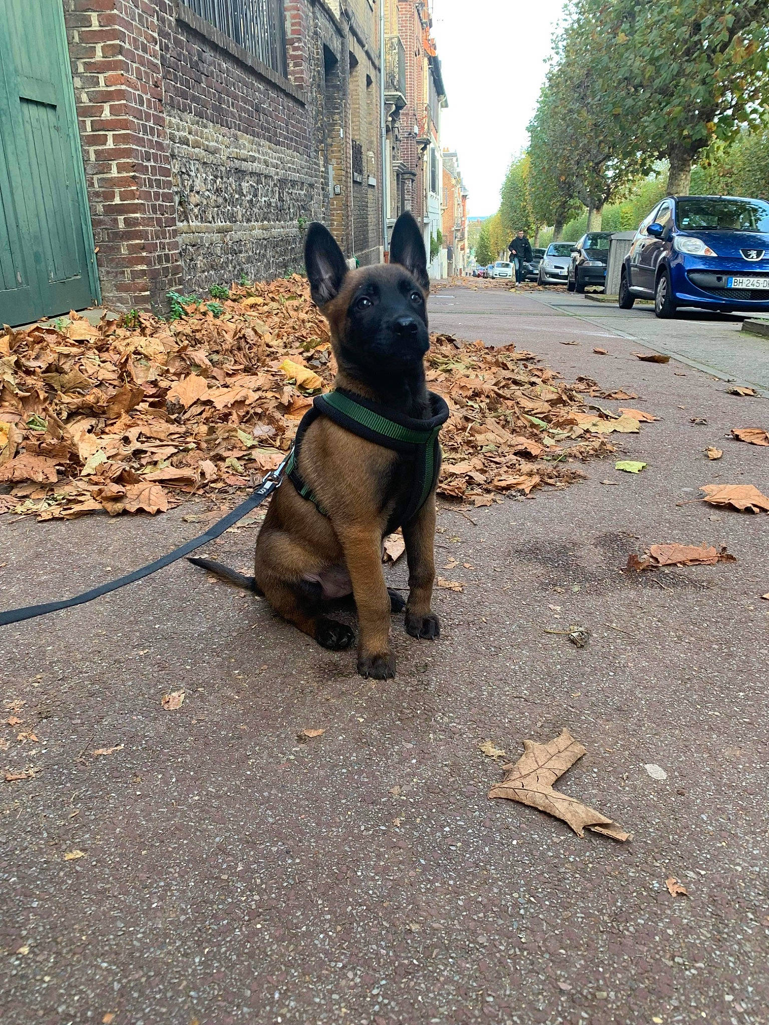 Tayko a rejoint le concours — aidez-le/la à gagner de superbes lots ! asphalt, building, car, carnivore, collar, companion_dog, dog, dog_breed, dog_collar, dog_supply, fawn, leash, pet_supply, road_surface, snout, tints_and_shades, tire, vehicle, wheel, working_animal