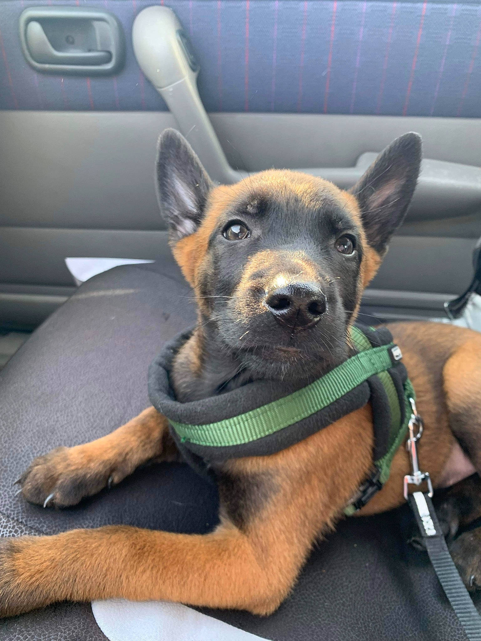 Tayko a rejoint le concours — aidez-le/la à gagner de superbes lots ! auto_part, automotive_mirror, canidae, carnivore, collar, companion_dog, dog, dog_breed, dog_collar, ear, fawn, personal_luxury_car, sporting_group, steering_wheel, toy_dog, vehicle, vehicle_door, window, windshield, working_animal