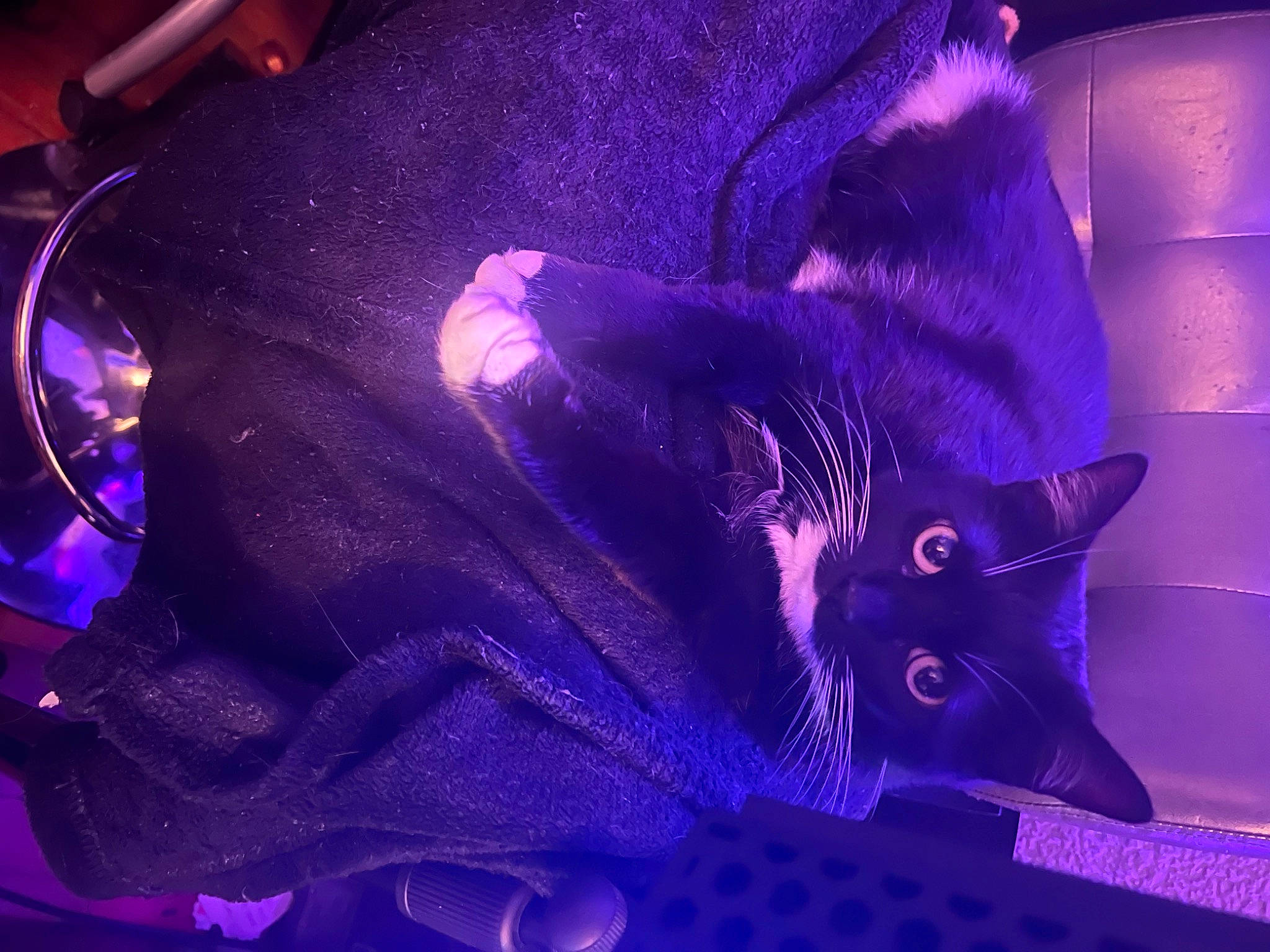 Queen Bee joined the competition — help win amazing prizes! art, black_cat, carnivore, cat, domestic_short_haired_cat, electric_blue, event, felidae, fur, linens, magenta, pattern, petal, plant, purple, sky, small_to_medium_sized_cats, tail, violet, whiskers