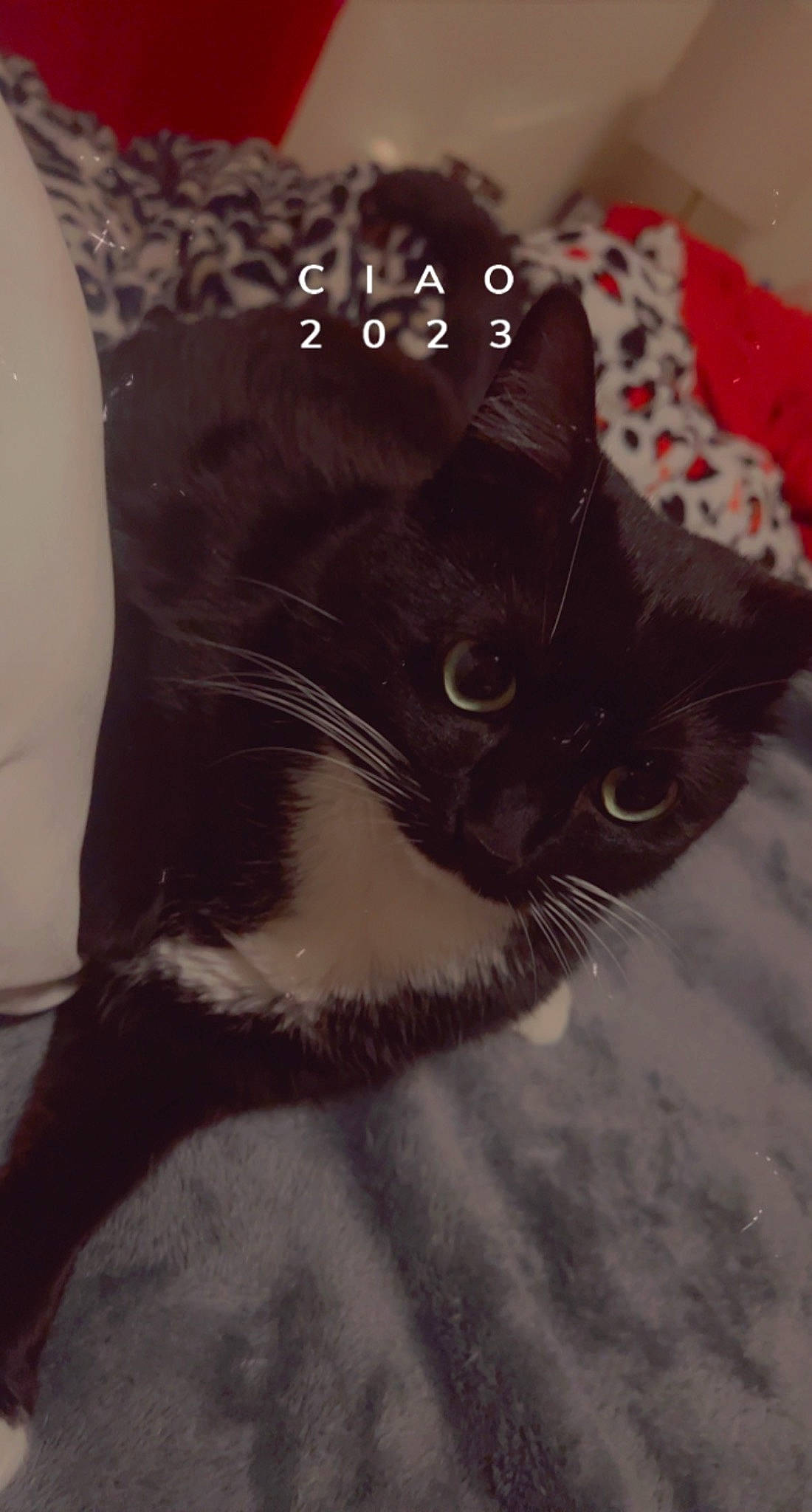 Queen Bee is registered to the contest to win money with this photo: black_cat, carnivore, cat, domestic_short_haired_cat, door, felidae, font, fur, grey, human_leg, paw, photo_caption, plant, small_to_medium_sized_cats, snout, tail, terrestrial_animal, tree, whiskers, window