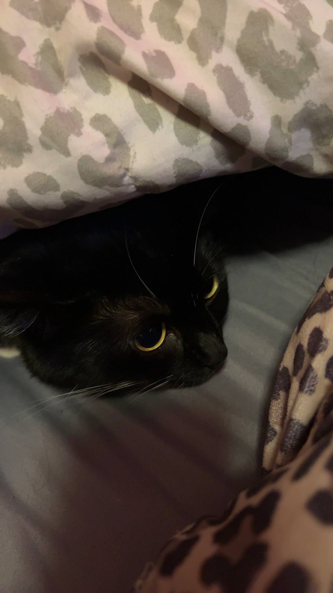 Queen Bee joined the competition — help win amazing prizes! carnivore, cat, cat_bed, comfort, domestic_short_haired_cat, felidae, fur, grey, linens, pattern, sleeve, small_to_medium_sized_cats, snout, terrestrial_animal, whiskers