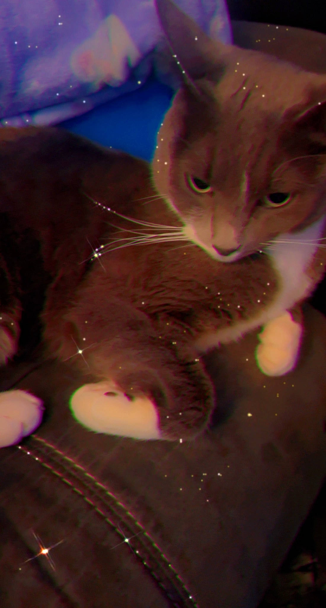 King Tigz joined the competition — help win amazing prizes! cat, christmas, christmas_ornament, darkness, electric_blue, entertainment, event, felidae, fun, fur, holiday, magenta, marine_biology, music, performance, pink, purple, small_to_medium_sized_cats, underwater, whiskers