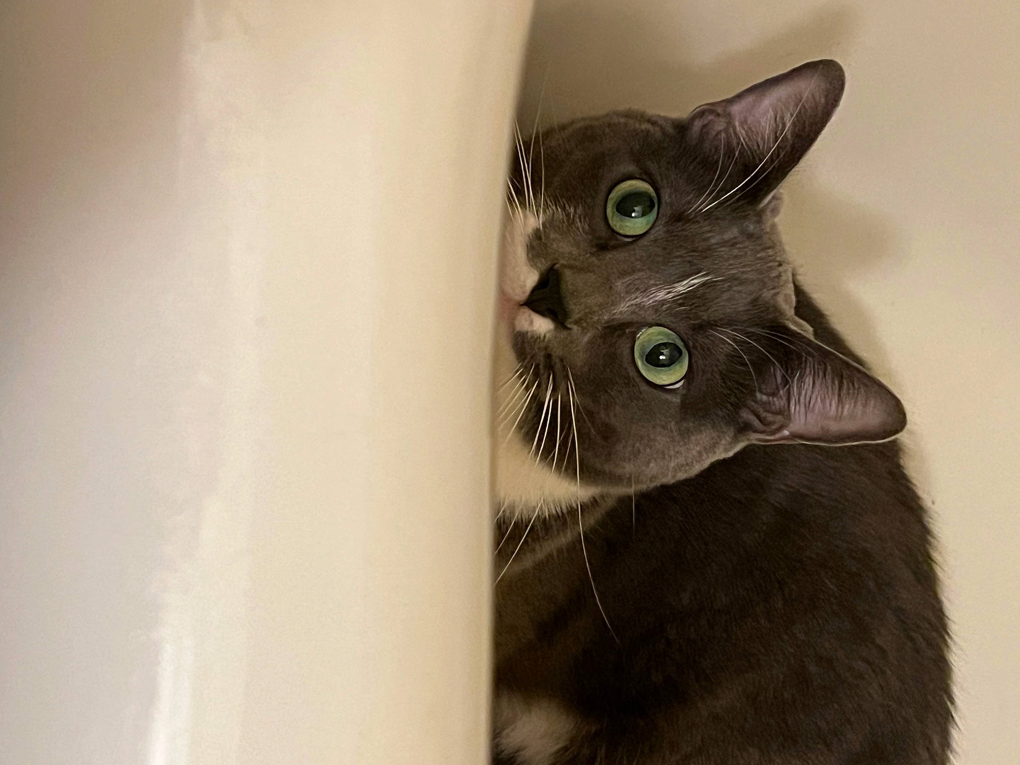 King Tigz joined the competition — help win amazing prizes! carnivore, cat, domestic_short_haired_cat, ear, felidae, fur, small_to_medium_sized_cats, snout, whiskers